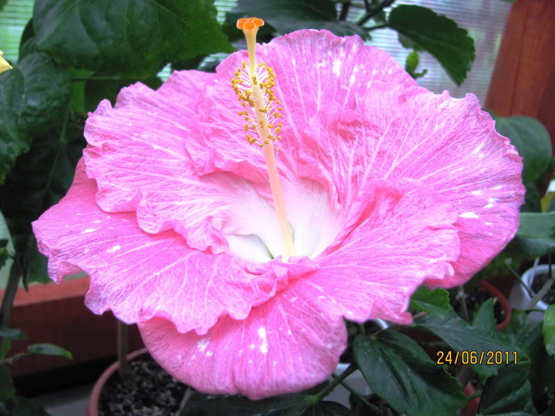 цветики дача 102.jpg