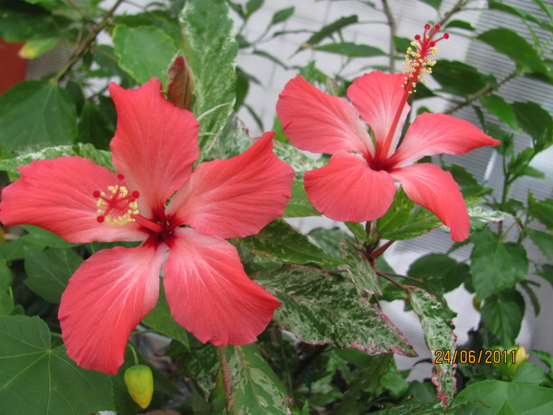 цветики дача 098.jpg