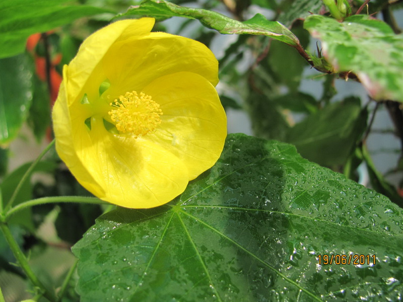 цветики дача 089.jpg