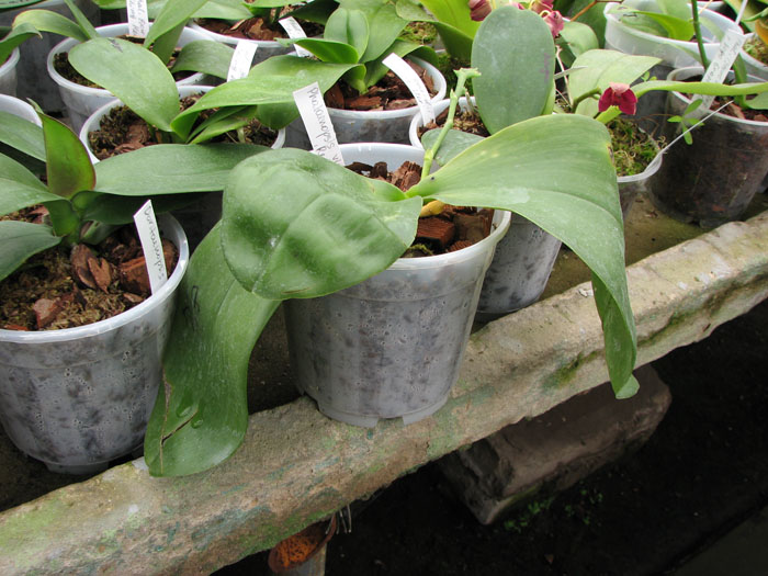 Phalaenopsis violacea Red.jpg