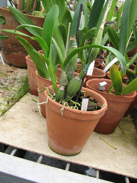 Iwanagara Appleblossom.jpg