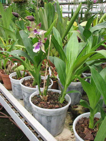 Zygopetalum Rhein Blue Angel.jpg