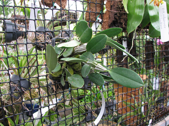 Dendrobium aggregatum.jpg