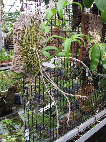 Dendrobium anosmum var dearei.jpg