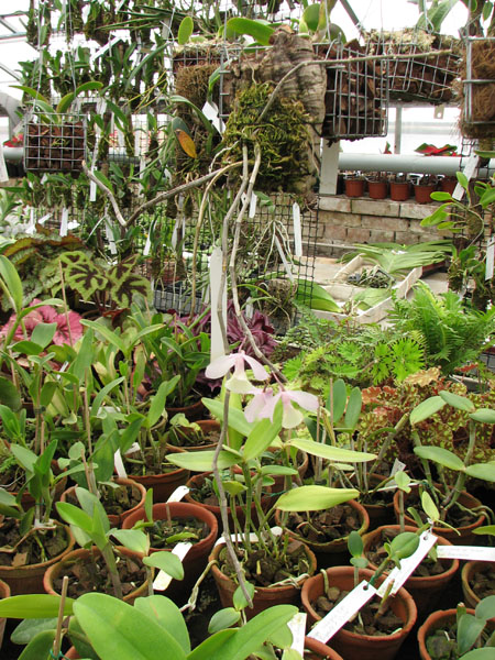 Dendrobium aphyllum.jpg