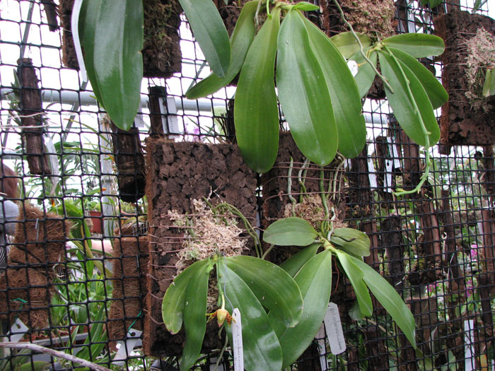Phalaenopsis amboinensis x lameligera.jpg