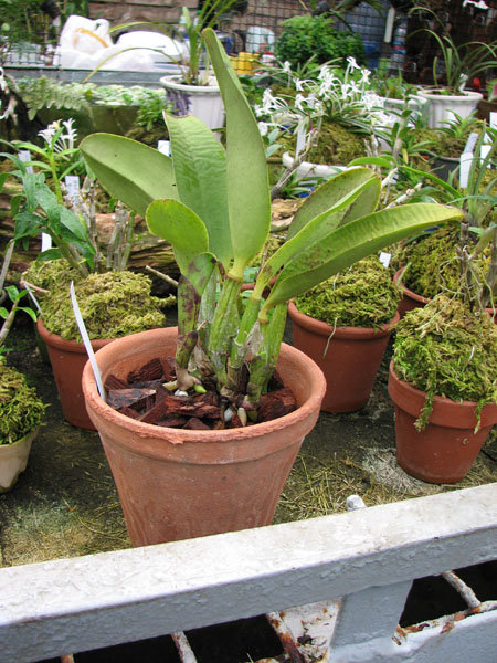 Laeliocattleya Dakao Flamea Enami.jpg