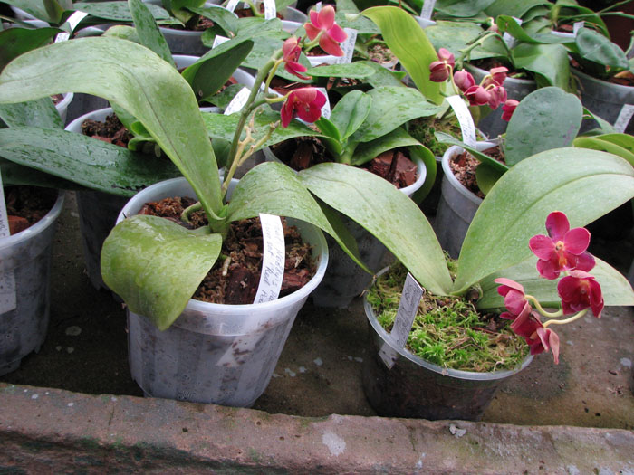 Phalaenopsis Nobbys Pacific Sunset Red Pearl.jpg