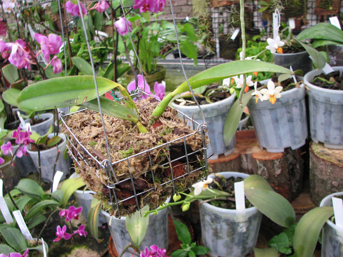 Laeliocattleya Mona Pink Hiromi.jpg