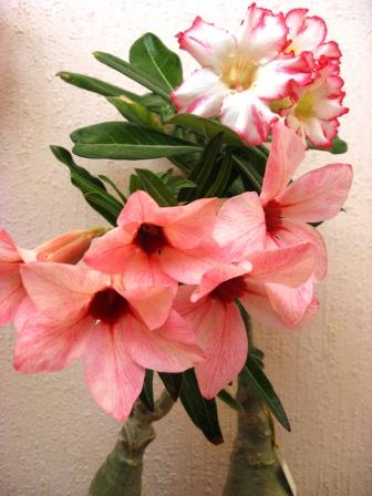 The Peach+Uranian.jpg