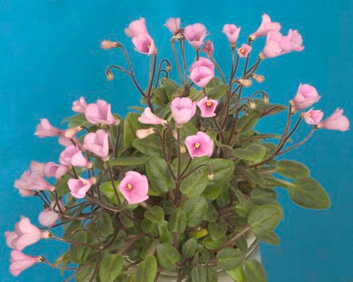 Миниатюрный трейлер. Изящные яркие розовые колокольчики, щедро разбросанные над темно зеленой глянцевой остроконечной листвой.