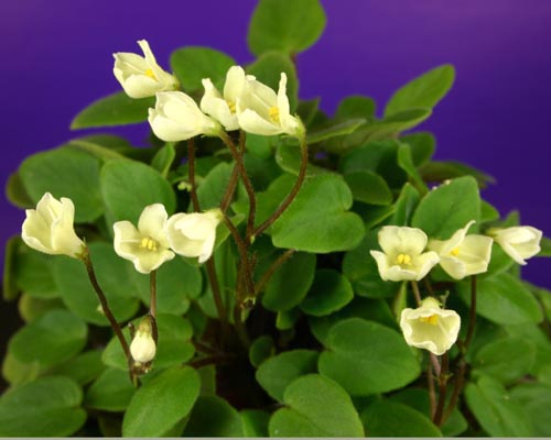 Мини трейлер. Бело-желтые колокольчики. Светло-зеленая удлиненная листва.