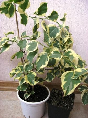 Raspberry Ice+Пестр.Оранжевая