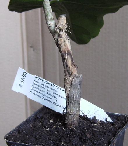 Cajun Princess 1.JPG