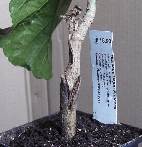 Cajun Princess 2.jpg