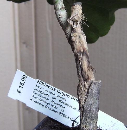 Cajun Princess 3.jpg