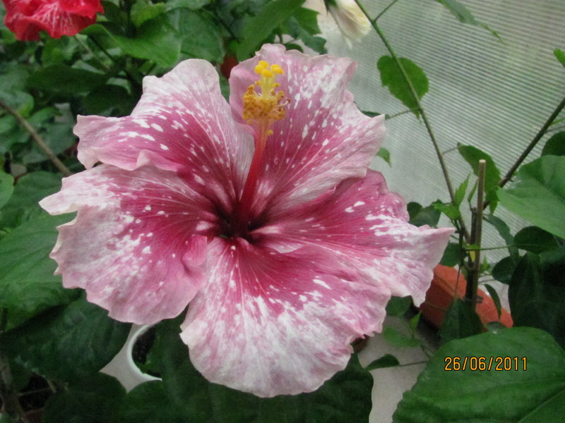 Purple Majesty 3 день