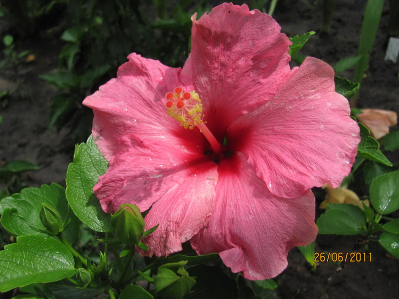 в открытом грунте