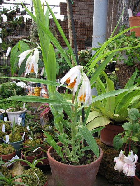 Орхидея Thunia marshalliana - выставочный экземпляр в орхидейной теплице на Тираспольской 43.