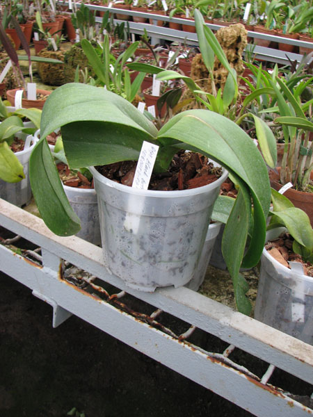 В продаже на orchids.in.ua