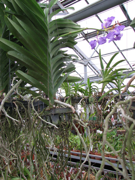 В продаже на orchids.in.ua