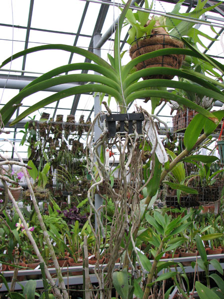 В продаже на orchids.in.ua