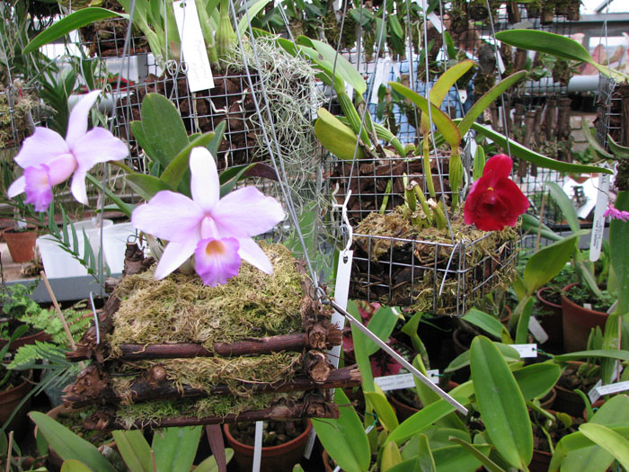 Выставка orchids.in.ua