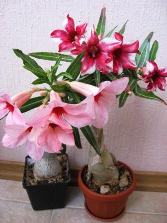 Cellona+The Peach.jpg