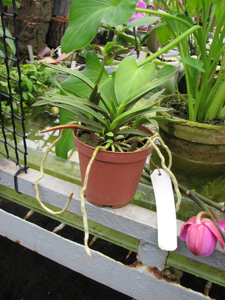 Neofinetia falcata.jpg
