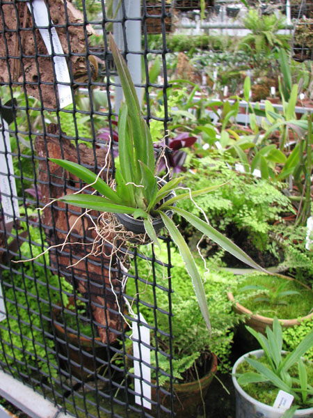 Oncidium (Tolumnea) Mix.jpg