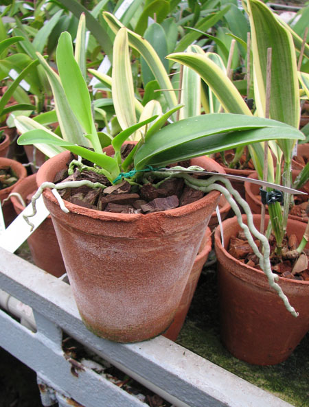 Cattleya maxima semi alba 'AWZ' x SELF.jpg