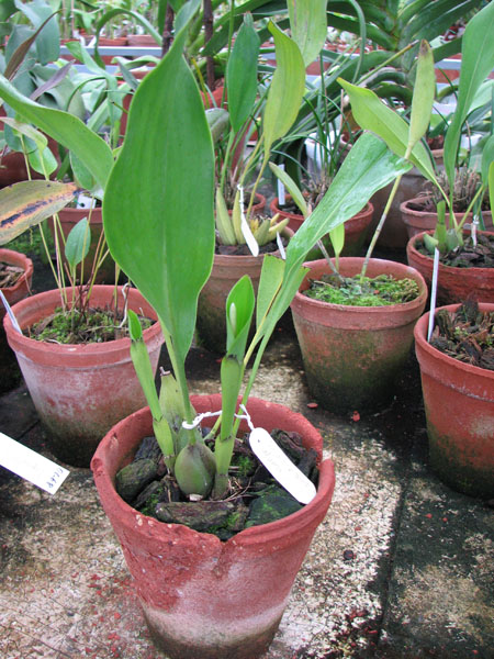 Dendrochilum glumaceum.jpg