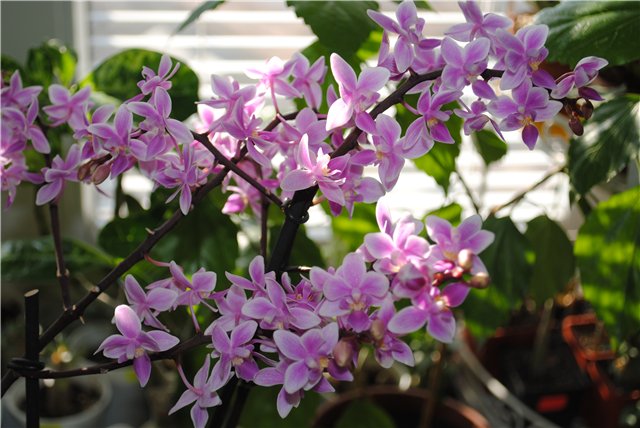 Диана а скажите пожалуйста а такая орхидея у Вас есть и если имеется в наличии то сколько стоит Если ее нет в магазине то где можно заказать