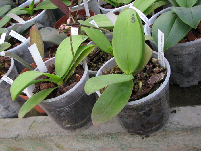 Phalaenopsis equestris var Aparri.jpg