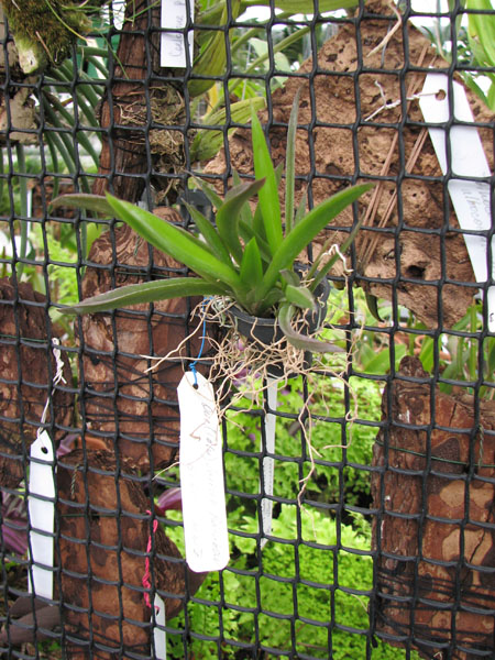 Oncididum (Tolumnea) Jairak Rainbow brown.jpg