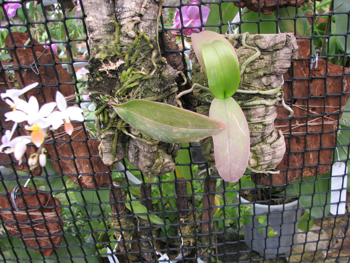 Phalaenopsis equestris var  leucotanthe.jpg
