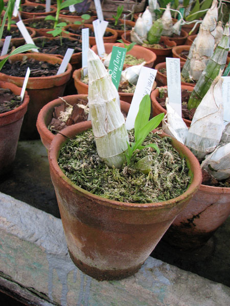 Catasetum (Alex Pardo x Orchidglade).jpg