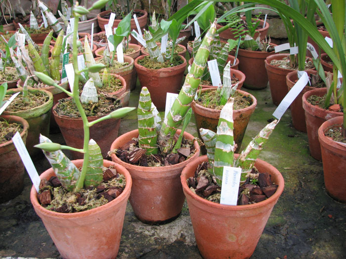 Mormodes rolfeana цветонос.jpg