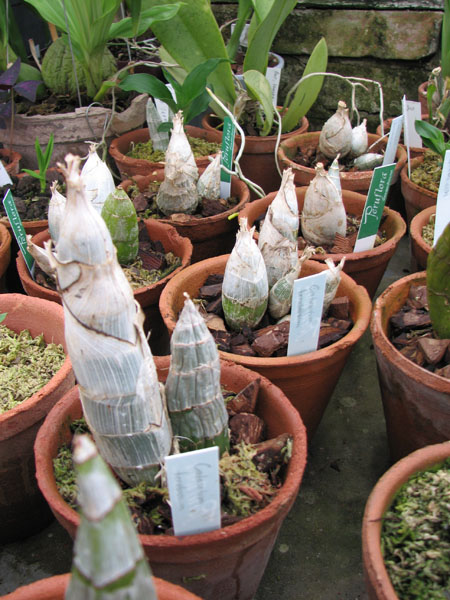 Catasetum tenebrosum фото.jpg