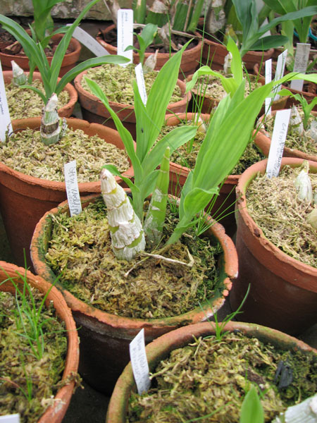 Catasetum Wedling = (pileatum x planiceps)x self.jpg