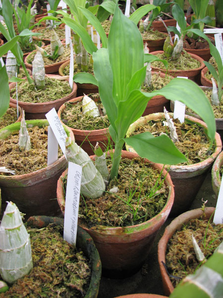Catasetum (schmidtianum x Orchidglade).jpg