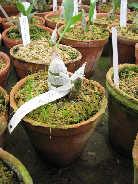 Catasetum juruense.jpg