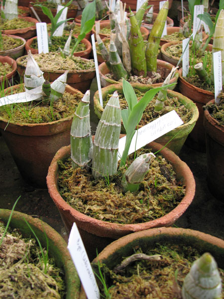 Catasetum viridiflavum.jpg