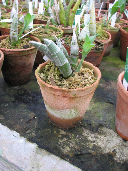 Catasetum viridiflavum фото.jpg