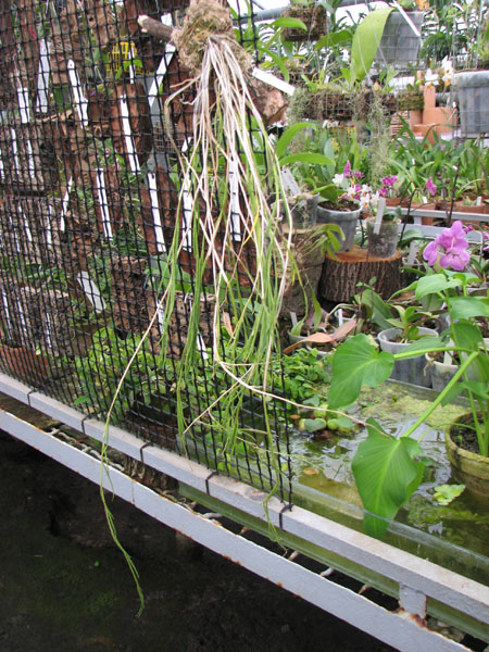 Dendrobium exile.jpg