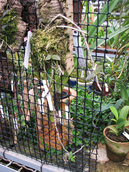 Dendrobium aphyllum фото.jpg