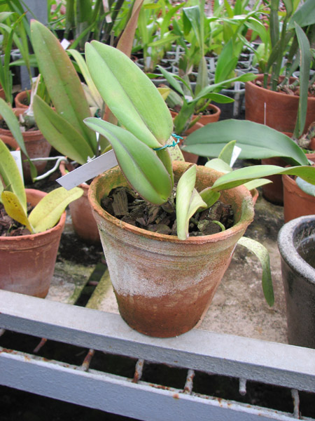 Cattleya warneri concolor x SELF.jpg