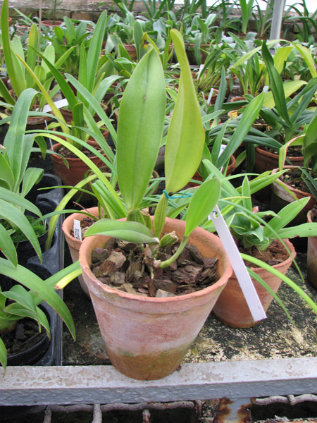 Cattleya trianae 'Taky Huailla' (42-8) x SELF.jpg