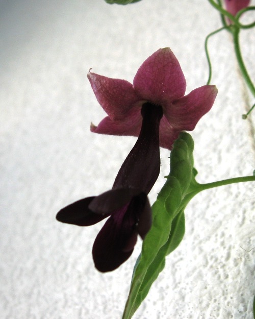 IMG_7245 - копия.JPG