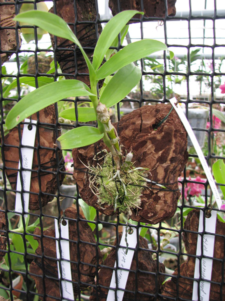 Dendrobium pendulum.jpg